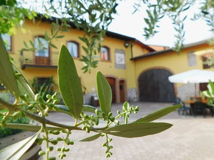 Tra Storia e Futuro: Degustazione Vini e Light Lunch/Dinner sulle Colline del Garda 12